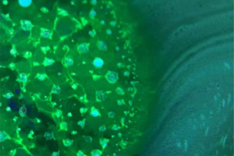radiohead spectre green plastic